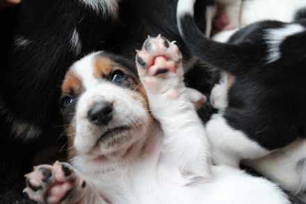 Basset Hound Welpen