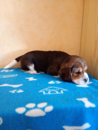 Beaglewelpen reinrassig mit Papieren
