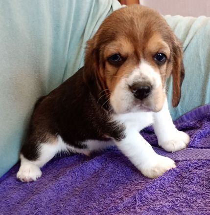Beaglewelpen reinrassig mit Papieren