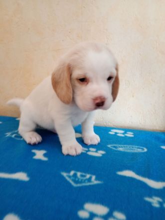 Beaglewelpen reinrassig mit Papieren