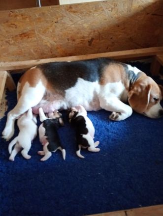 Beaglewelpen reinrassig mit Papieren