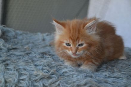 Sibirische kleine Schmustiger