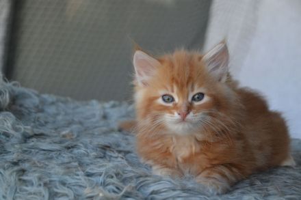 Sibirische kleine Schmustiger