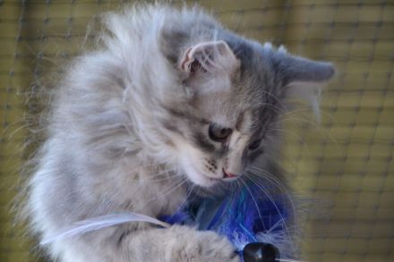 Traumhafte junge Sibirische Katzenlady sucht ihr Herzenszuhause! 🐾❤️