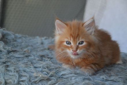 Sibirische kleine Schmustiger