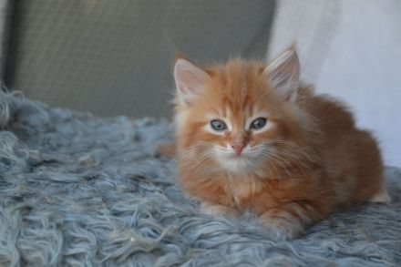 Sibirische kleine Schmustiger