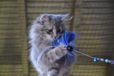 Traumhafte junge Sibirische Katzenlady sucht ihr Herzenszuhause! 🐾❤️