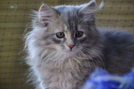 Traumhafte junge Sibirische Katzenlady sucht ihr Herzenszuhause! 🐾❤️
