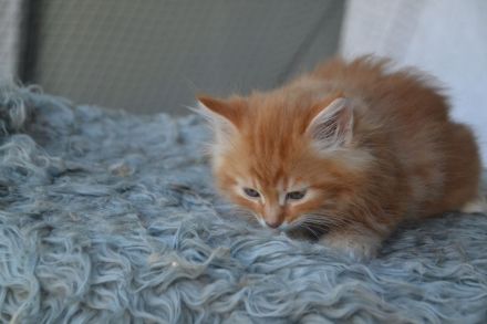 Sibirische kleine Schmustiger