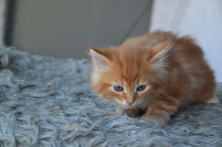 Sibirische kleine Schmustiger