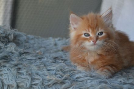 Sibirische kleine Schmustiger