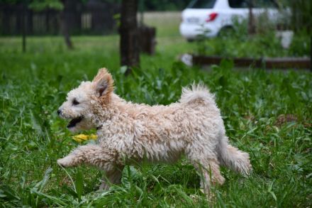 pumi