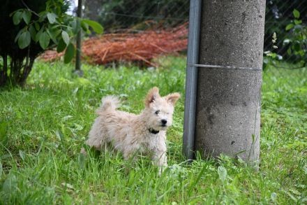 pumi