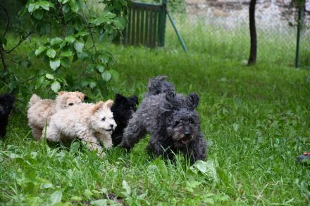 pumi