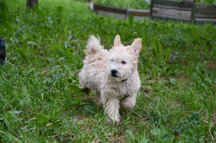 pumi