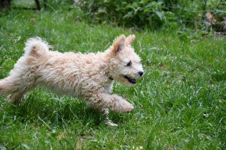 pumi