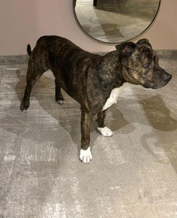 Liebevoller Staffordshire Bullterrier abzugeben