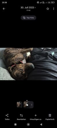 Liebevoller Staffordshire Bullterrier abzugeben