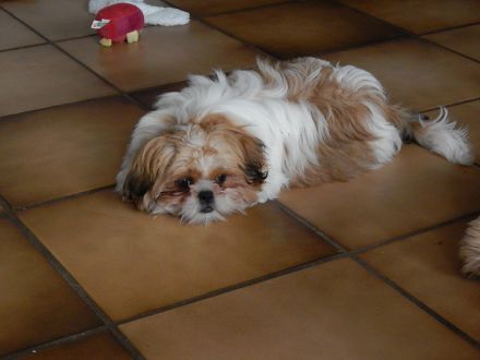 Shih Tzu Herzensbrecher auf vier Pfoten suchen ein liebevolles Zuhause!