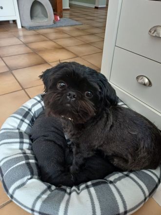 Shih Tzu Herzensbrecher auf vier Pfoten suchen ein liebevolles Zuhause!