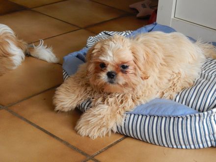 Shih Tzu Herzensbrecher auf vier Pfoten suchen ein liebevolles Zuhause!
