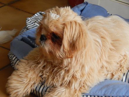 Shih Tzu Herzensbrecher auf vier Pfoten suchen ein liebevolles Zuhause!