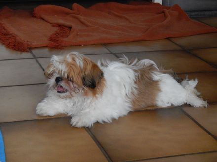 Shih Tzu Herzensbrecher auf vier Pfoten suchen ein liebevolles Zuhause!