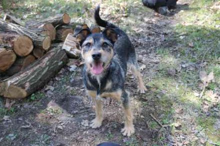 Lupo, Schnauzer Mix, geb. 2022, "Gute Laune Hund "su. Einzelplatz