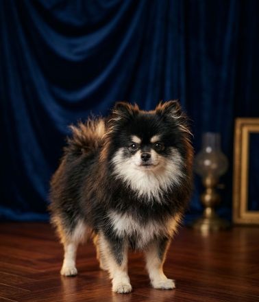 Pomeranian -Zwergspitz