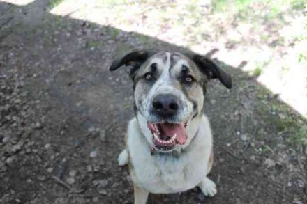 Buffy,Herdenschutzhund-Collie-Mix, geb. 2021, su. erfahrene Menschen