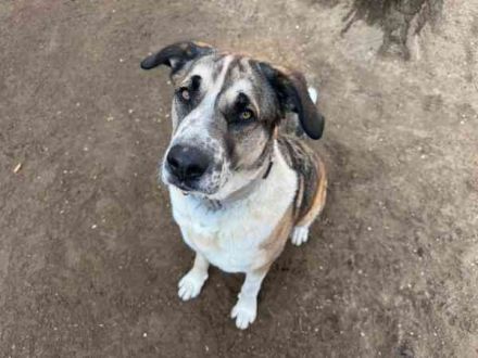 Buffy,Herdenschutzhund-Collie-Mix, geb. 2021, su. erfahrene Menschen