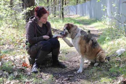 Buffy,Herdenschutzhund-Collie-Mix, geb. 2021, su. erfahrene Menschen