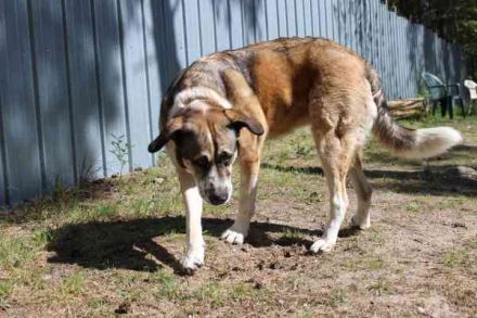 Buffy,Herdenschutzhund-Collie-Mix, geb. 2021, su. erfahrene Menschen