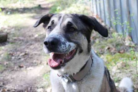 Buffy,Herdenschutzhund-Collie-Mix, geb. 2021, su. erfahrene Menschen