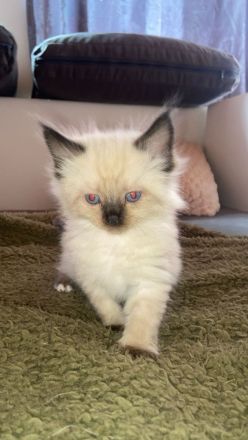 Ragdoll-Mix-Kitten suchen liebevolles Zuhause