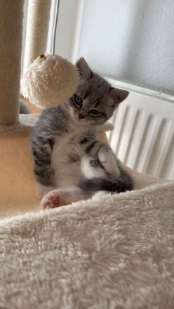 Britisch kurzhaar kitten