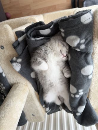 Britisch kurzhaar kitten