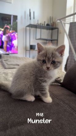 Britisch kurzhaar kitten