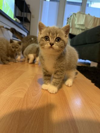 Britisch kurzhaar kitten