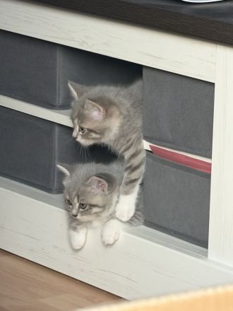 Britisch kurzhaar kitten