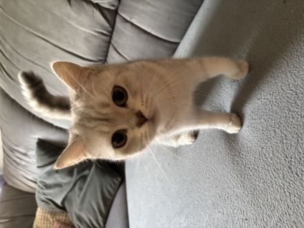 BKH Katze weiß weiblich