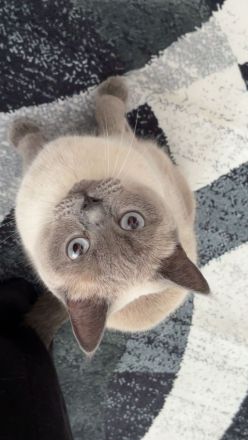 BKH Katze