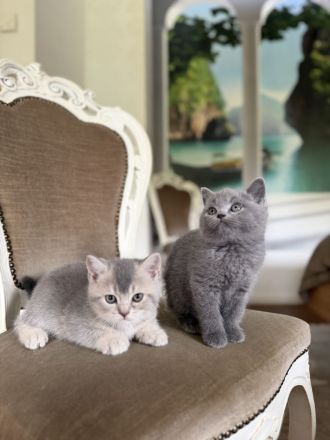 BKH Kitten mit Stammbaum