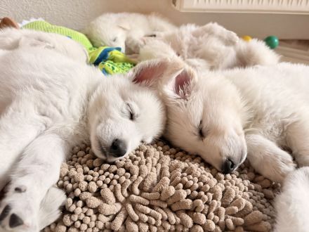 Weiße Schäferhund Welpen- Zucht+Papiere Rüde