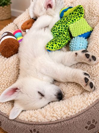 Weiße Schäferhund Welpen- Zucht+Papiere Rüde