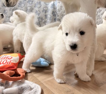 Weiße Schweizer Schäferhund Welpen- Zucht+Papiere