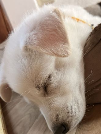 Weiße Schäferhund Welpen- Zucht+Papiere Rüde