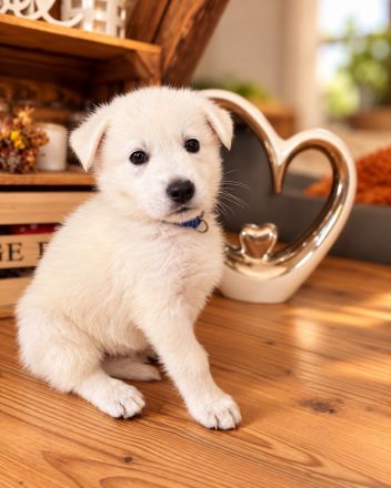 Weiße Schäferhund Welpen- Zucht+Papiere