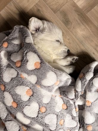 Weiße Schweizer Schäferhund Welpen- Zucht+Papiere
