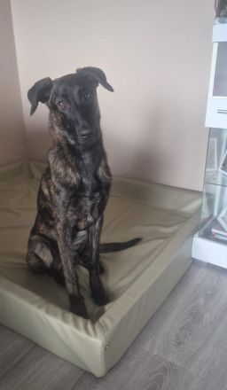 Holländischer Schäferhund/Malinois